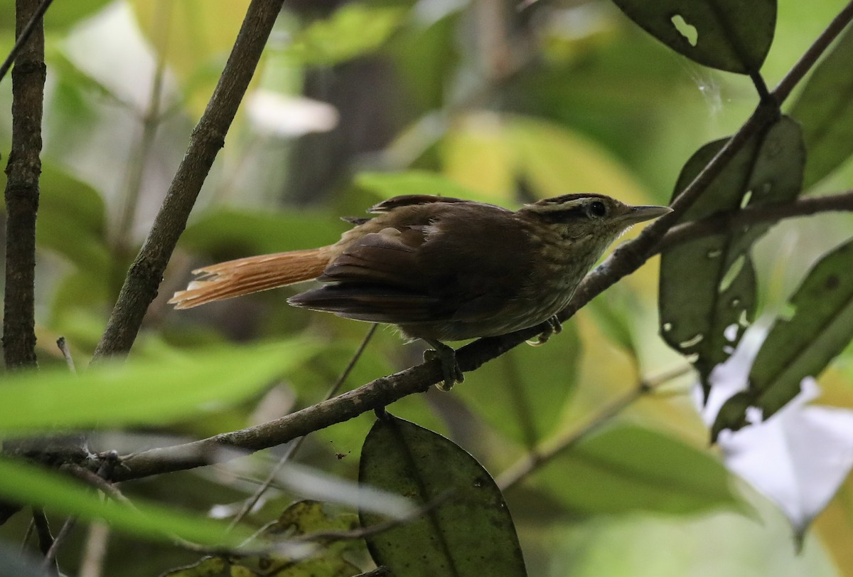 White-browed Foliage-gleaner - ML629517556