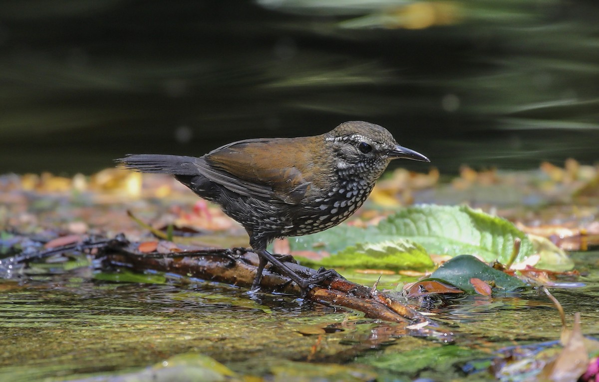 Sharp-tailed Streamcreeper - ML629517623