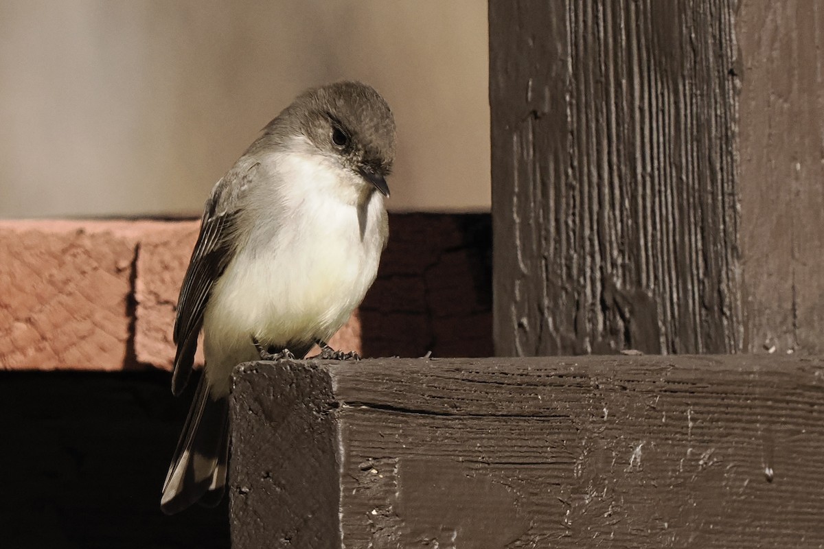 Eastern Phoebe - ML629517632