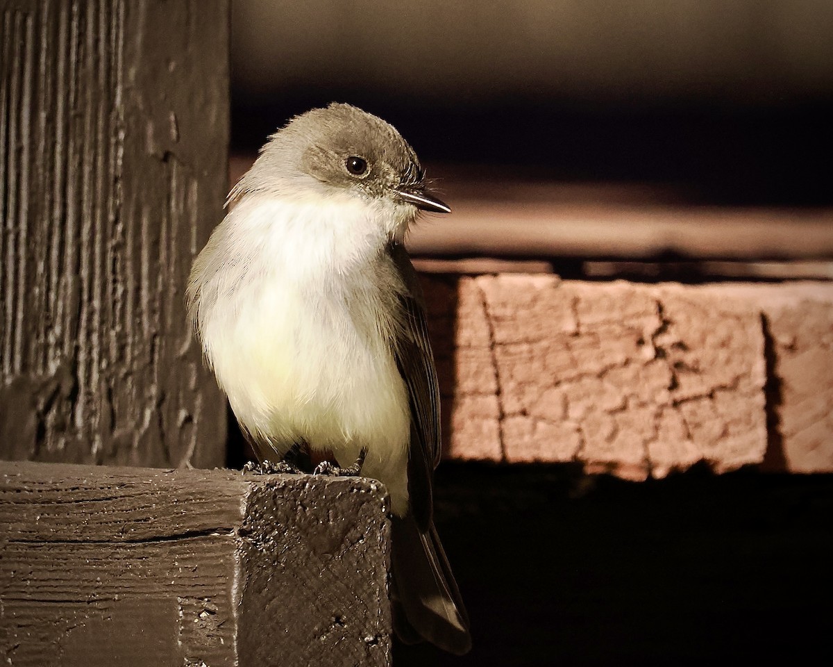 Eastern Phoebe - ML629517633
