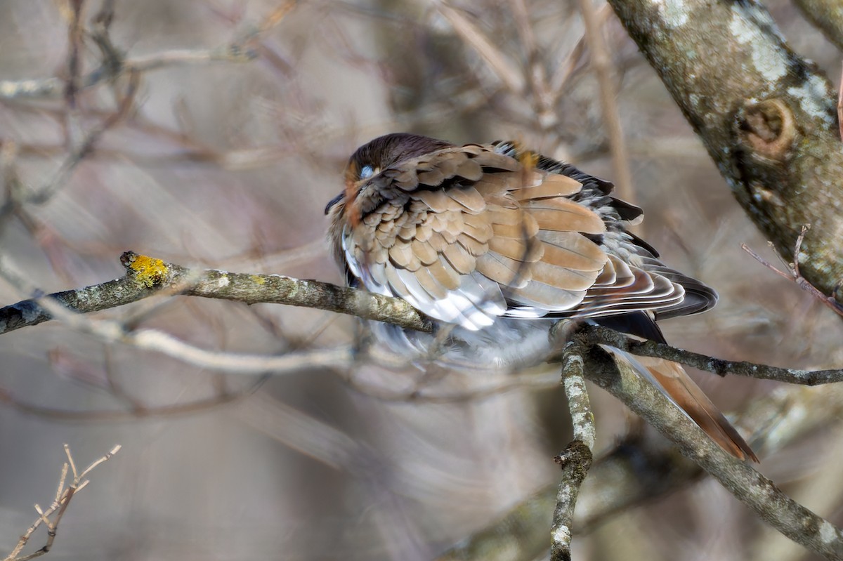 hrdlička bělavokřídlá - ML629517634