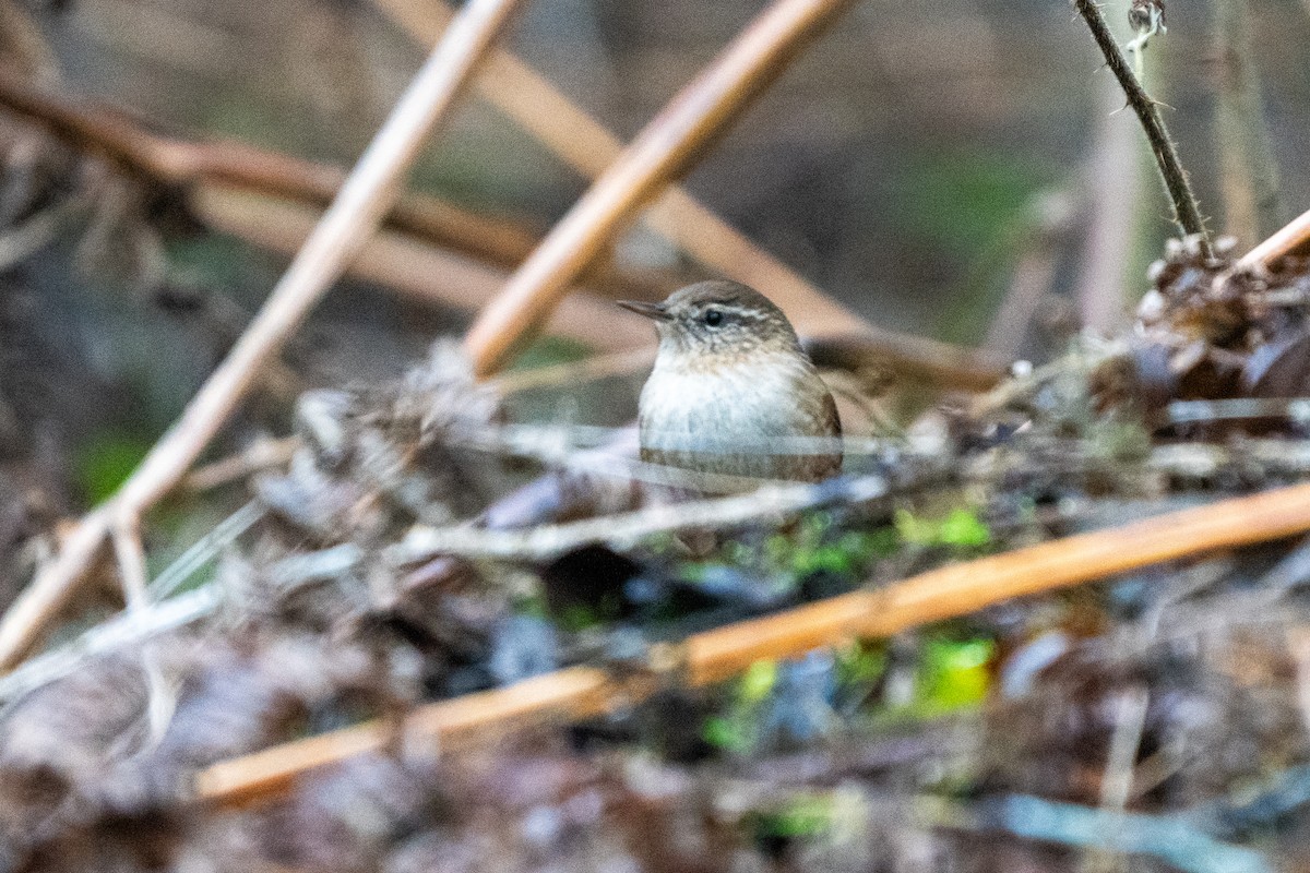 Eurasian Wren (British) - ML629517793