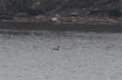 Pacific Loon - ML629517903