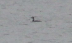 Pacific Loon - ML629517904