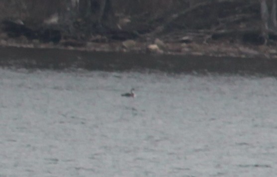 Pacific Loon - ML629517906