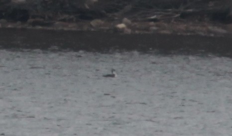 Pacific Loon - ML629517907