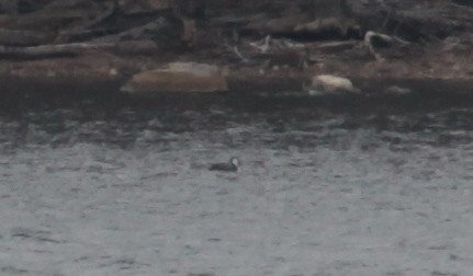 Pacific Loon - ML629517908