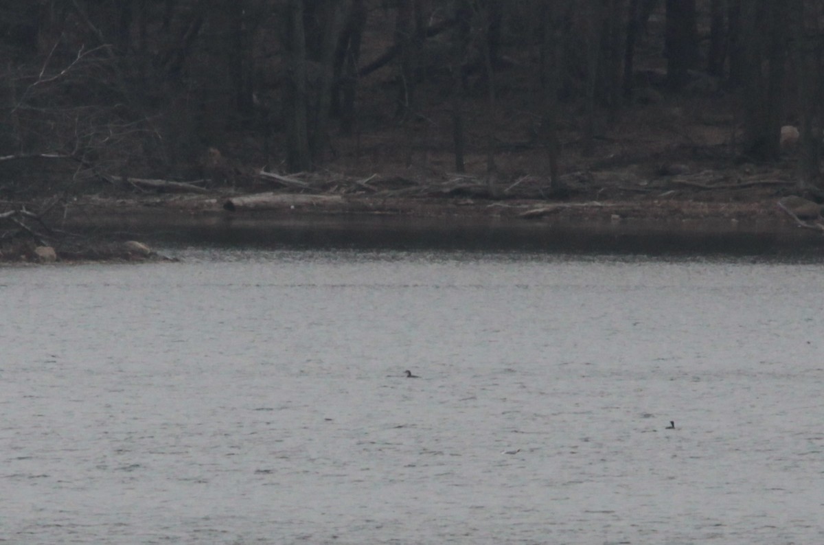 Pacific Loon - ML629517909