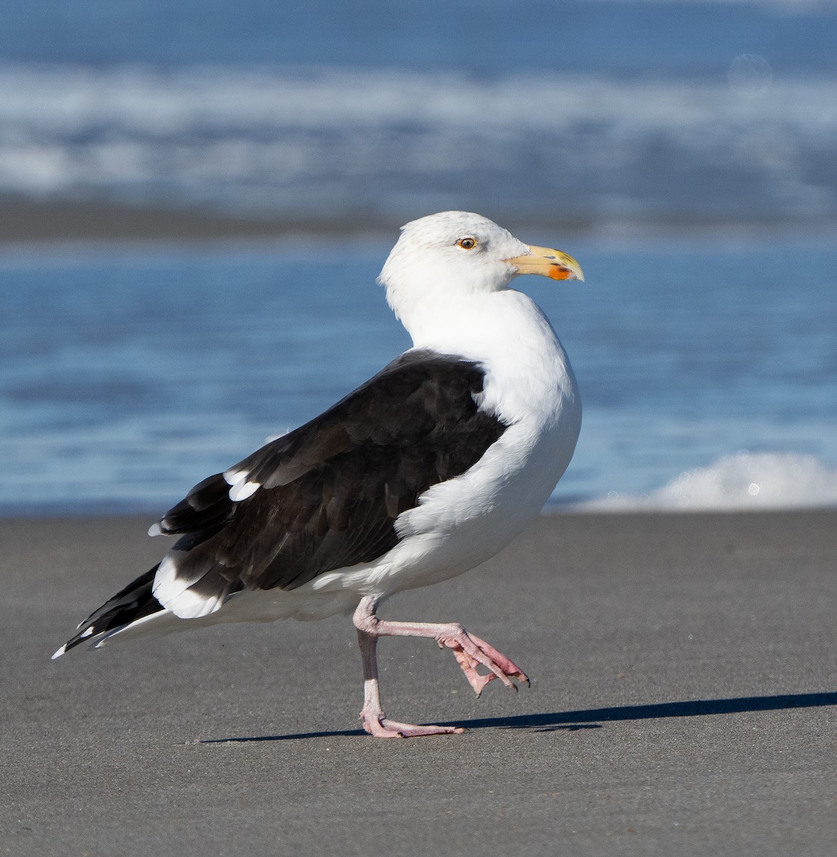 Great Black-backed Gull - ML629518081