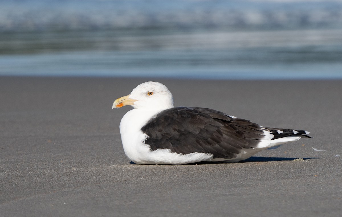 Great Black-backed Gull - ML629518082