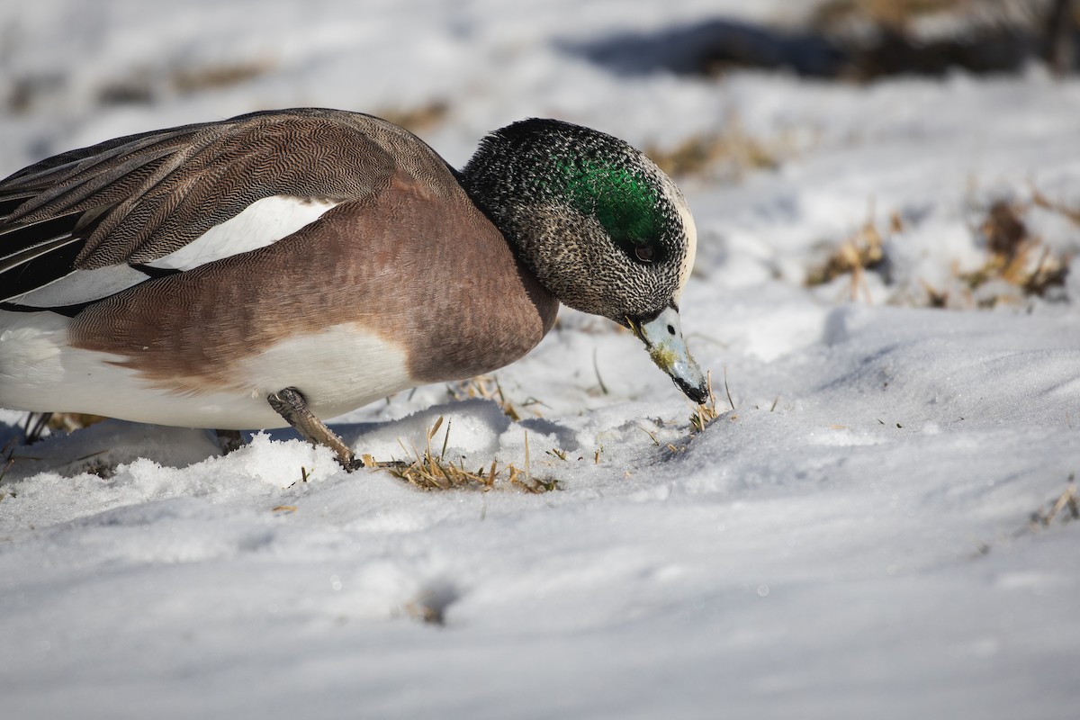 American Wigeon - ML629518153