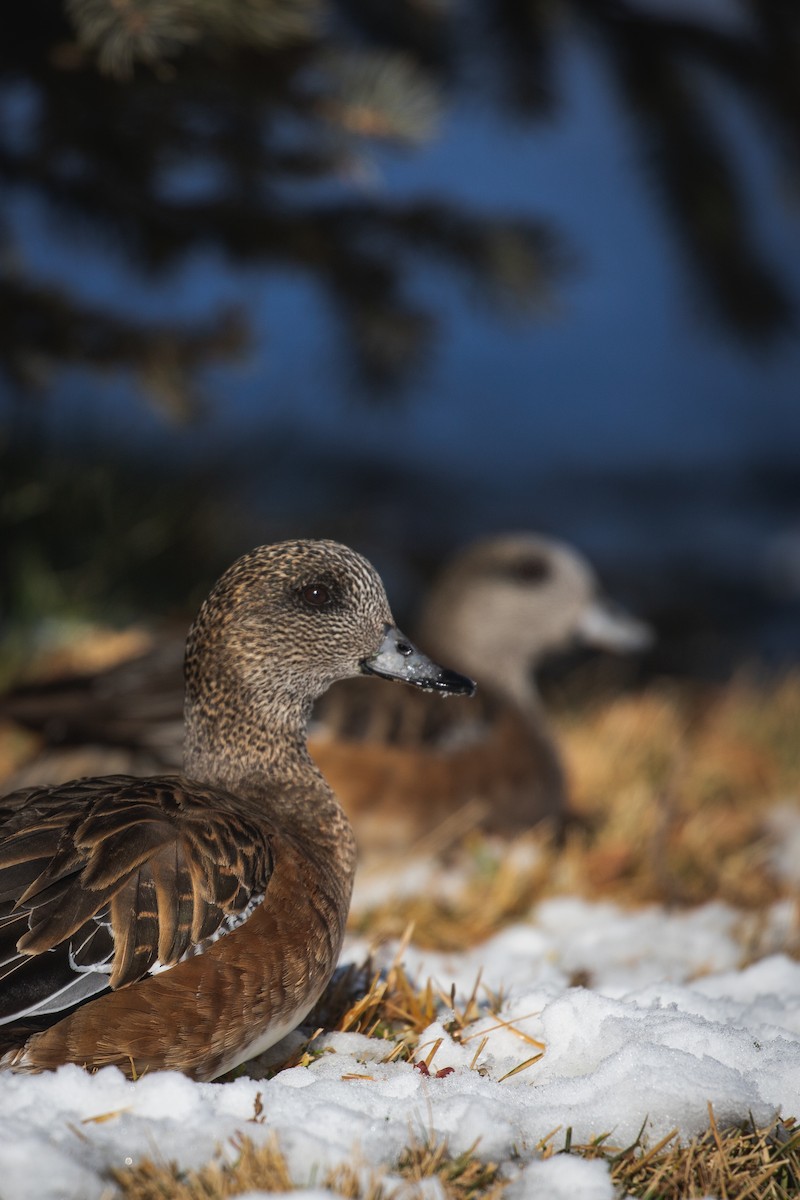 American Wigeon - ML629518155