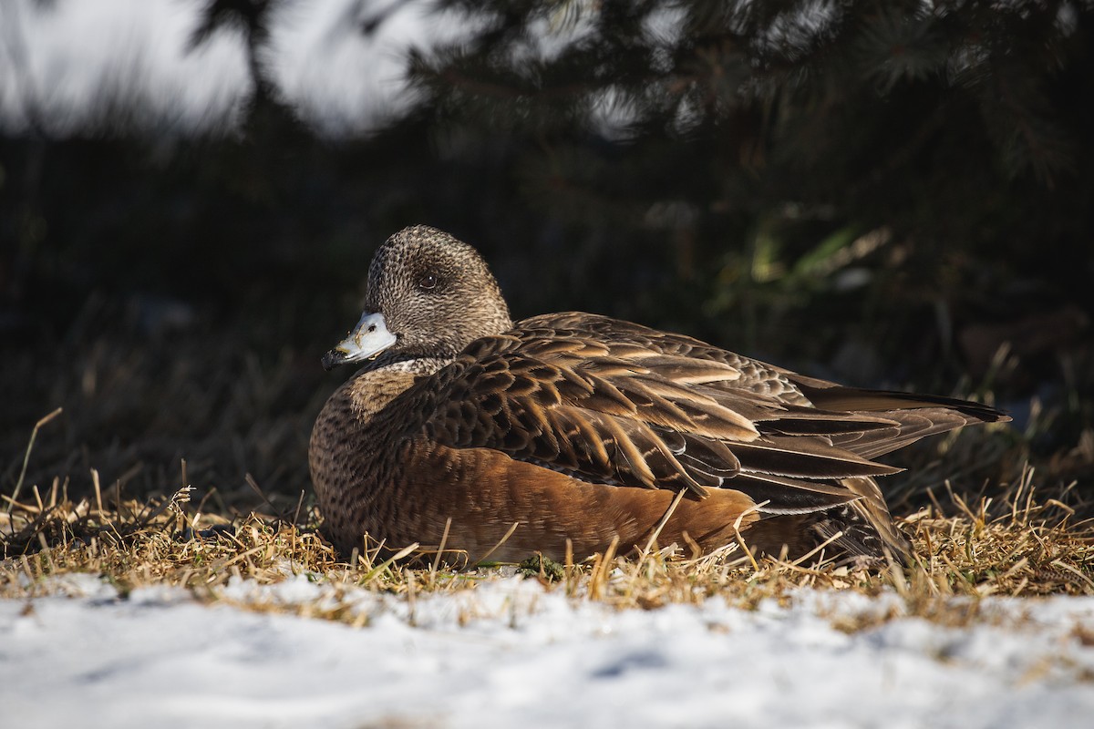 American Wigeon - ML629518157