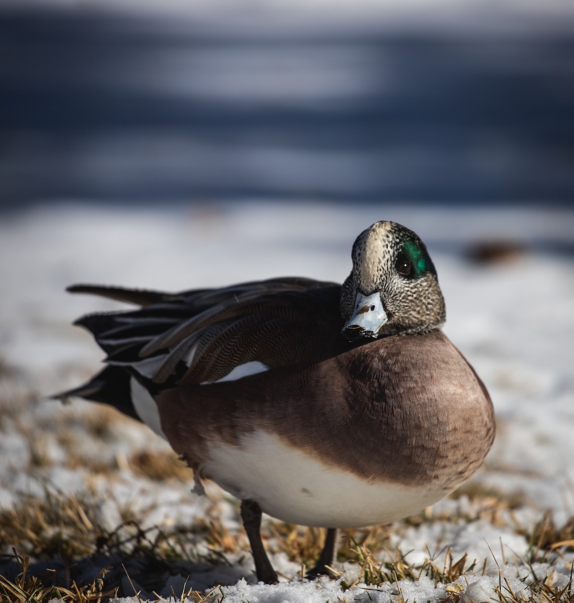 American Wigeon - ML629518158