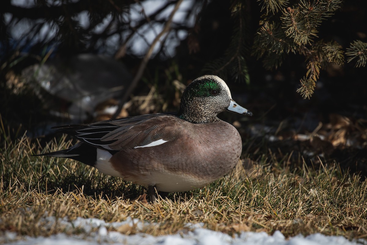 American Wigeon - ML629518159