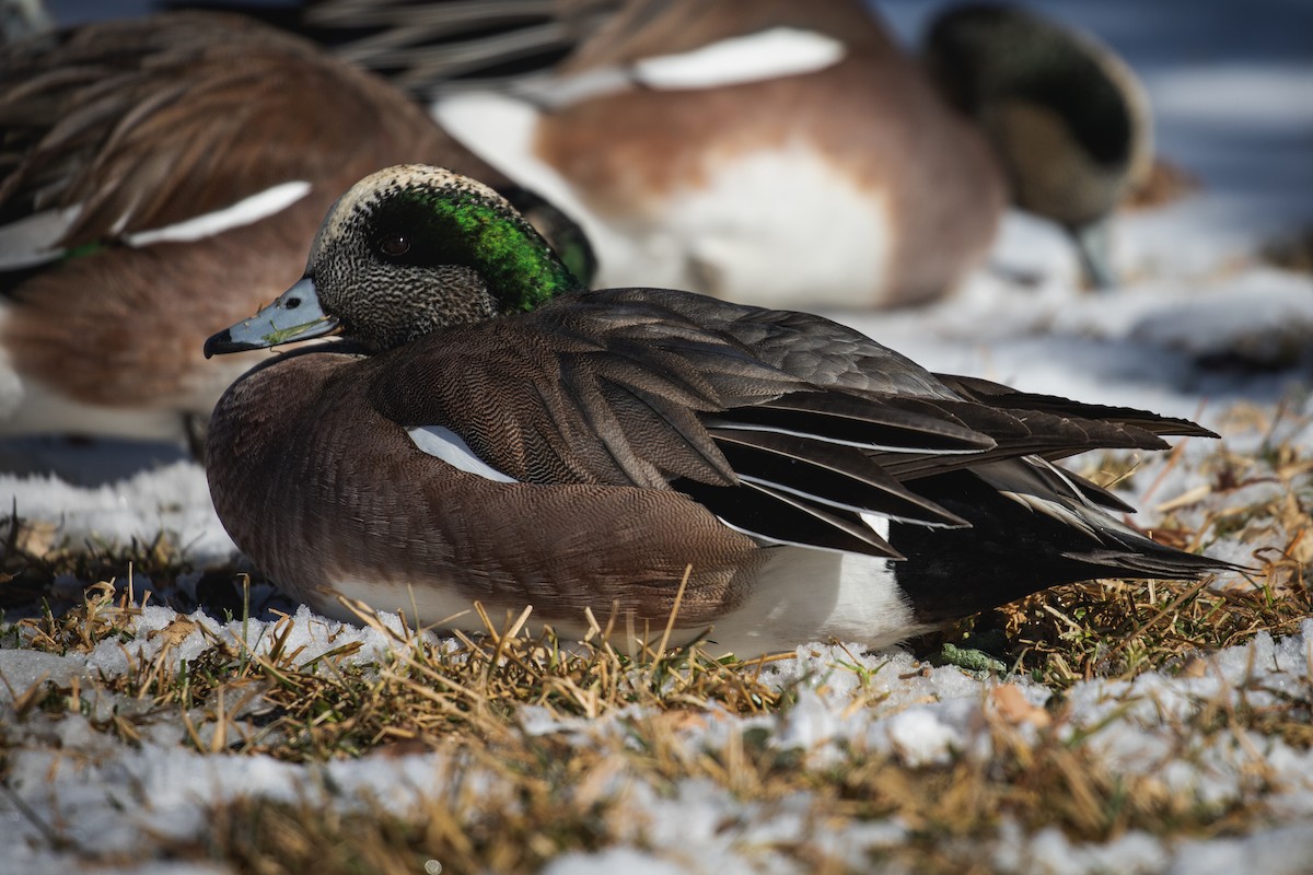 American Wigeon - ML629518160
