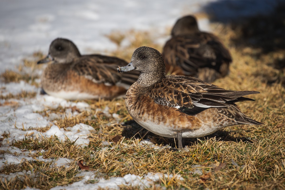 American Wigeon - ML629518161