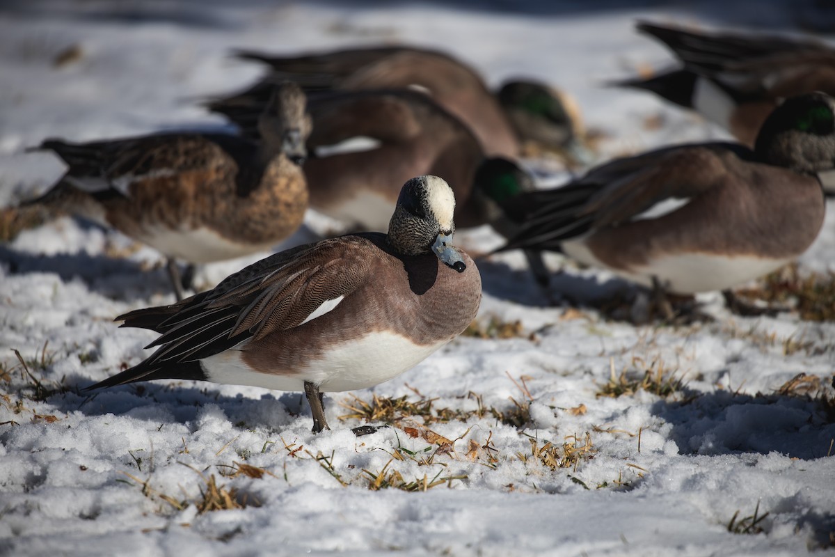 American Wigeon - ML629518162
