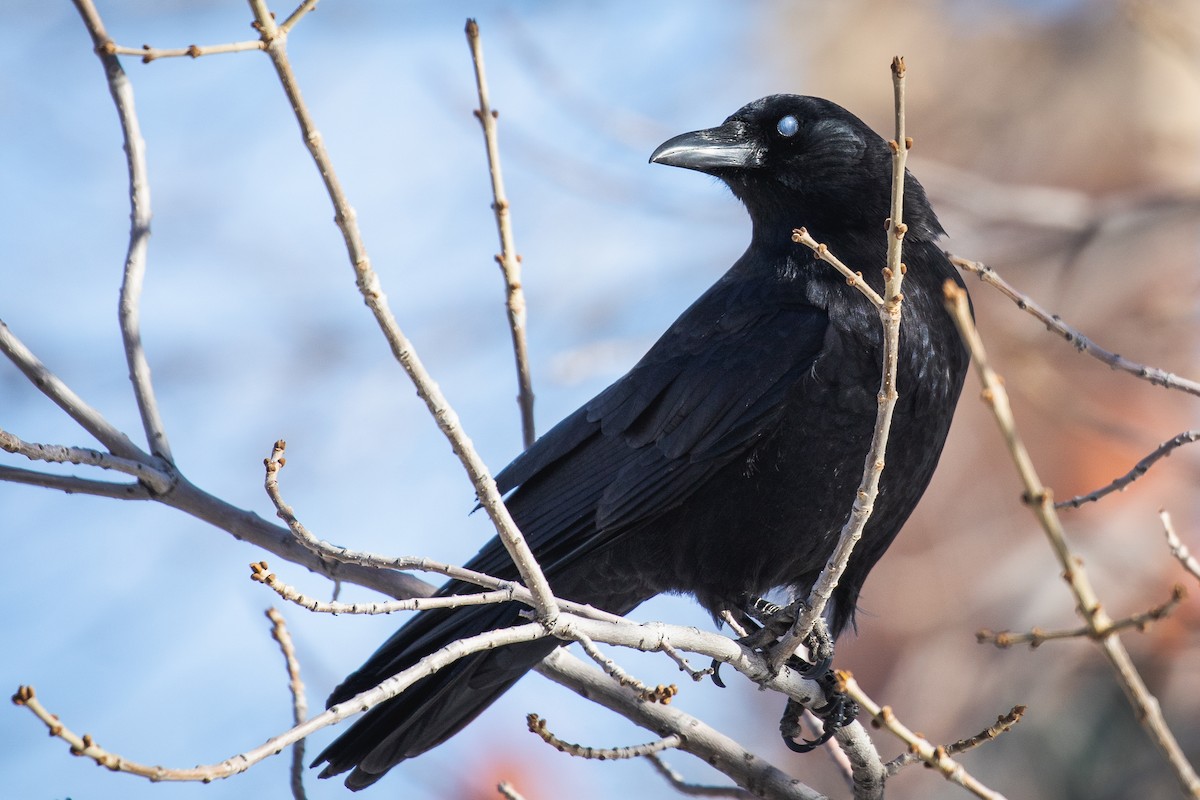 American Crow - ML629518173