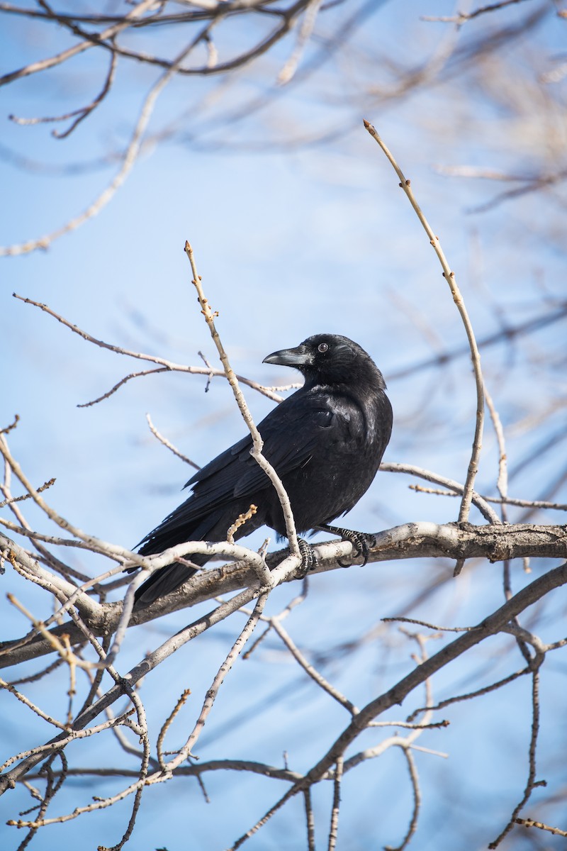 American Crow - ML629518174