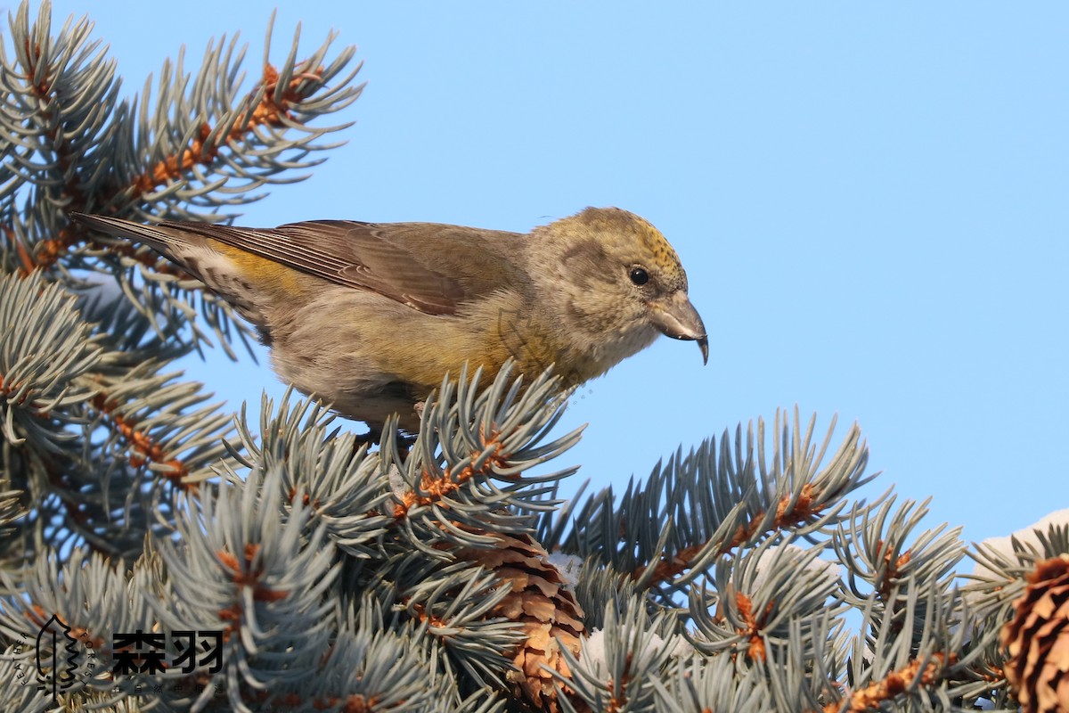 křivka obecná - ML629518667