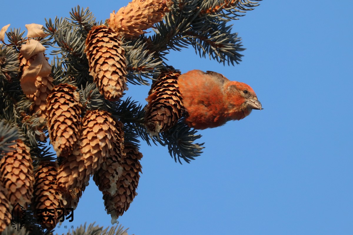 křivka obecná - ML629518668