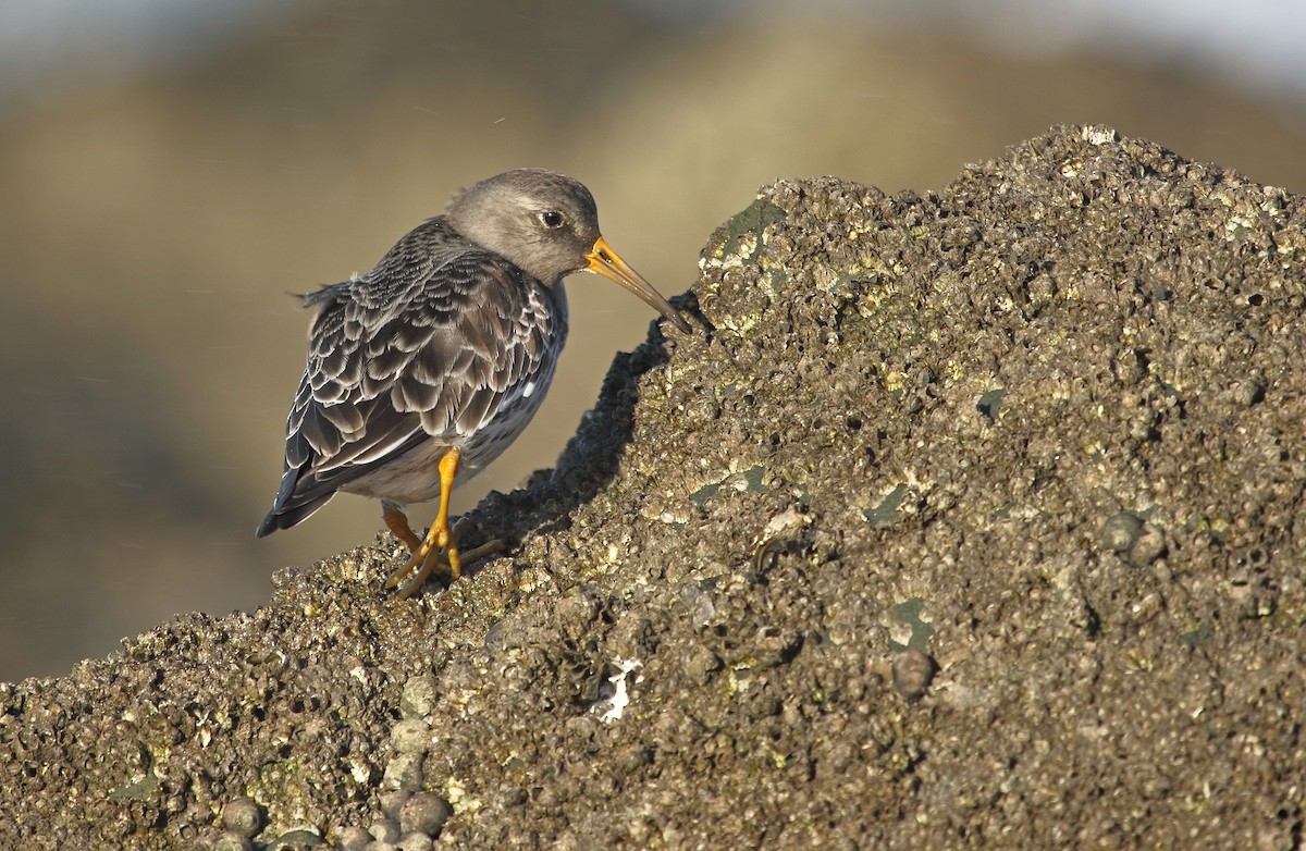 Purple Sandpiper - ML629518670