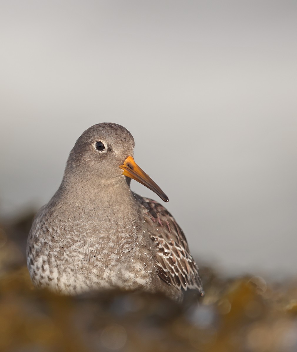 Purple Sandpiper - ML629518672
