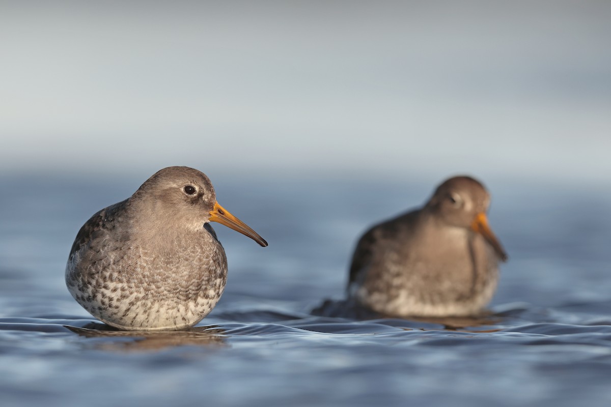 Purple Sandpiper - ML629518682