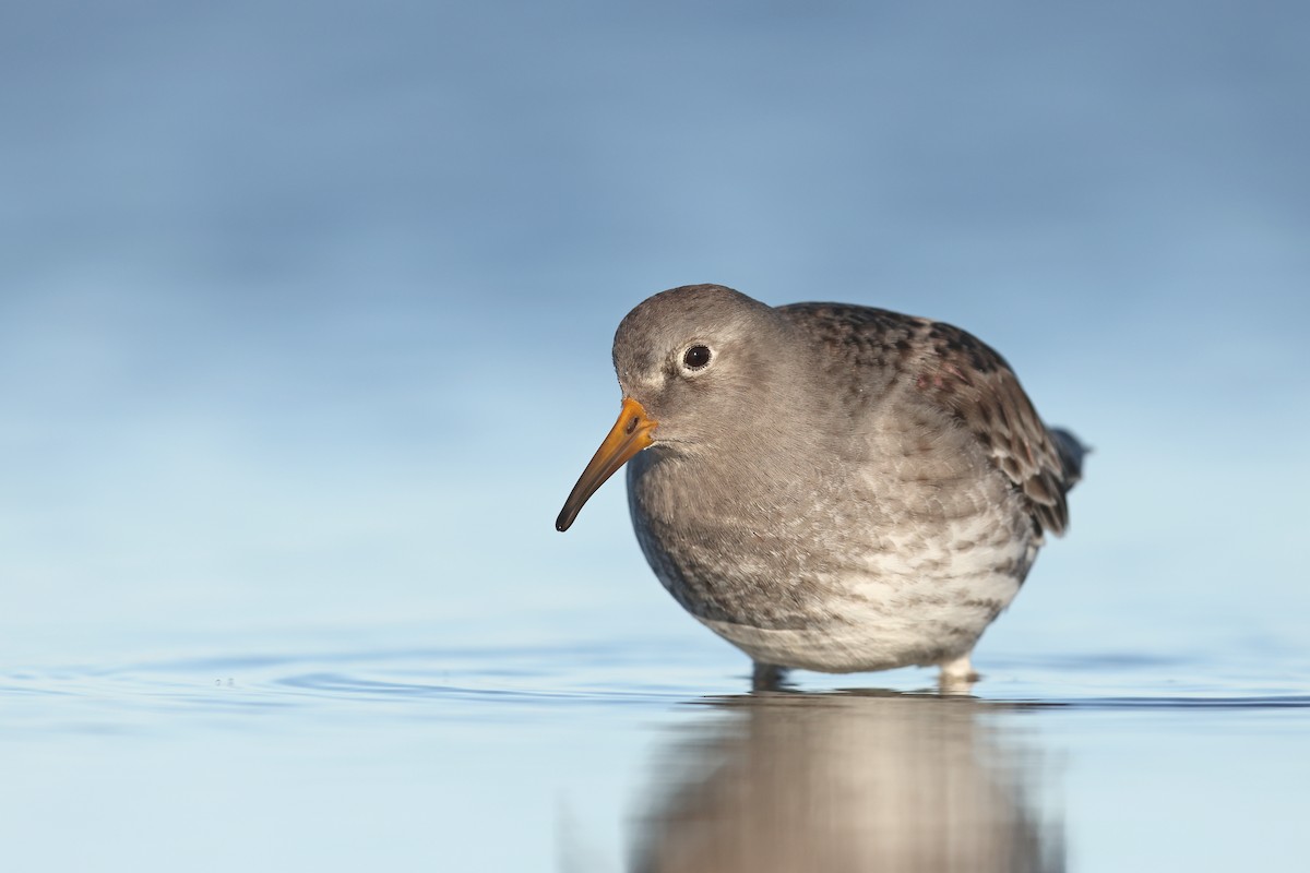 Purple Sandpiper - ML629518683