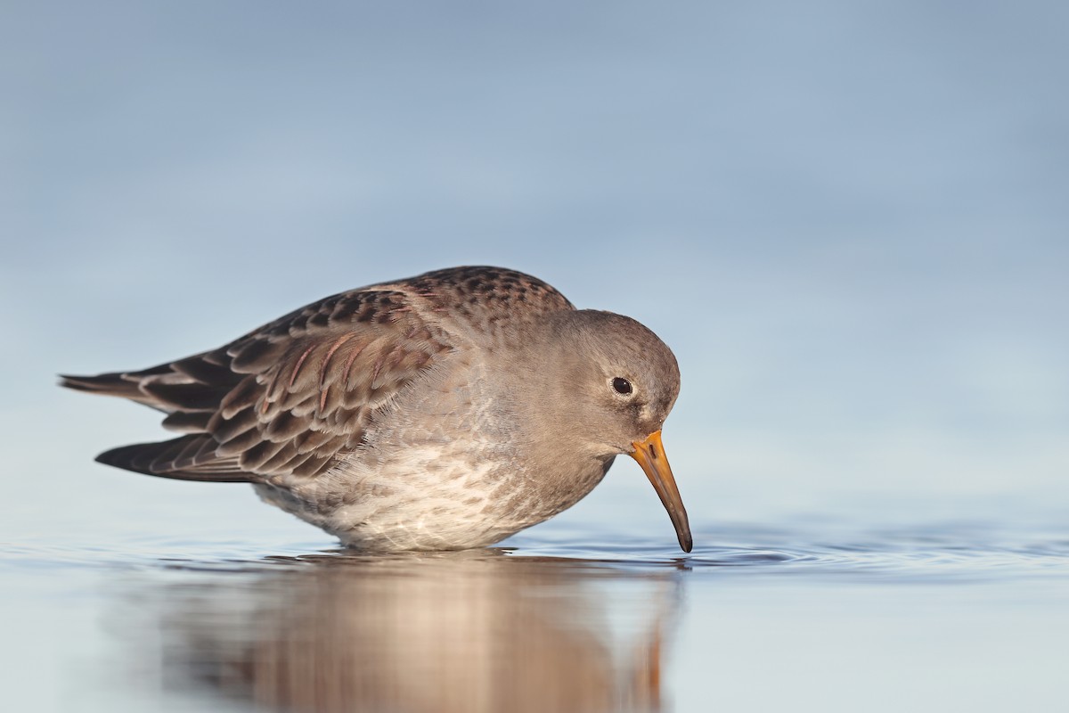 Purple Sandpiper - ML629518685