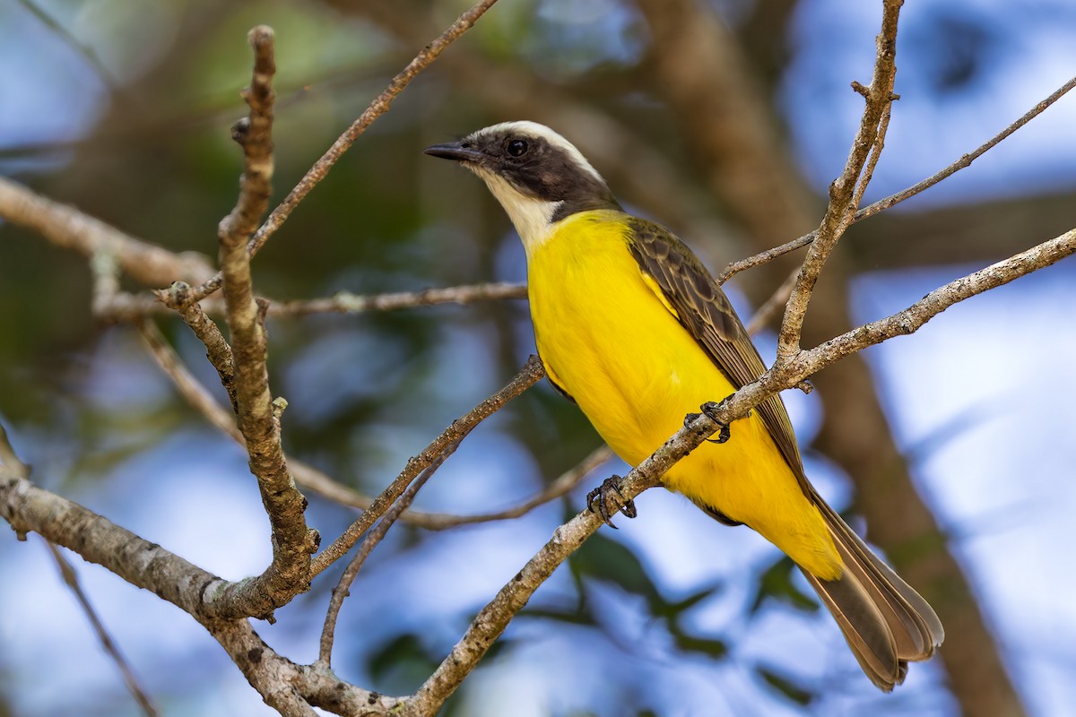 Social Flycatcher - ML629518713