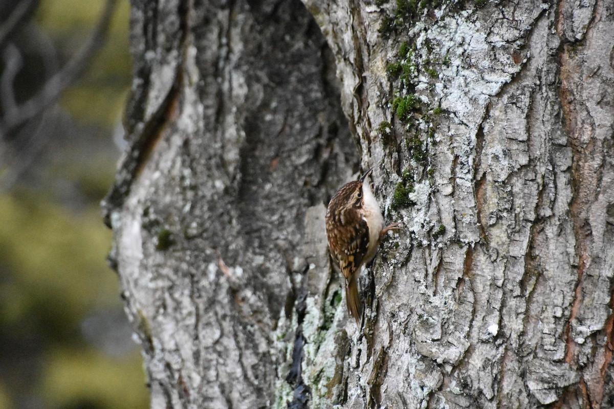Brown Creeper - Logan Hughes