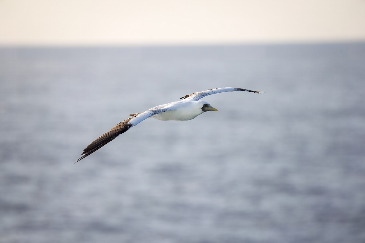 terej maskový - ML629518810