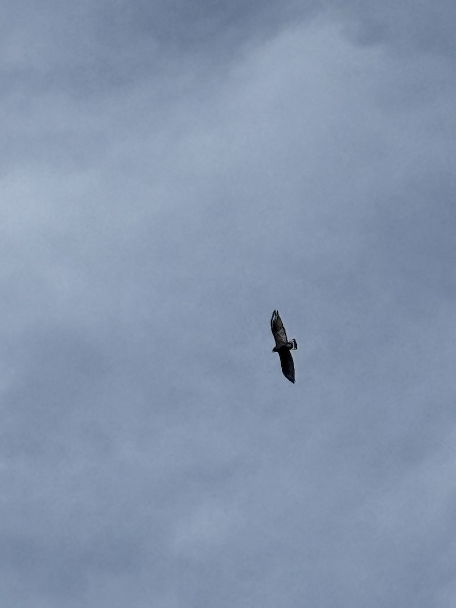 Zone-tailed Hawk - ML629518812