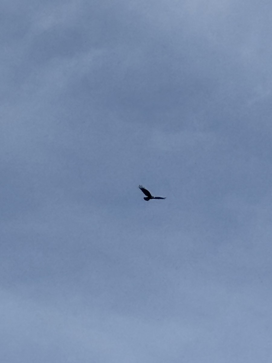 Zone-tailed Hawk - ML629518813