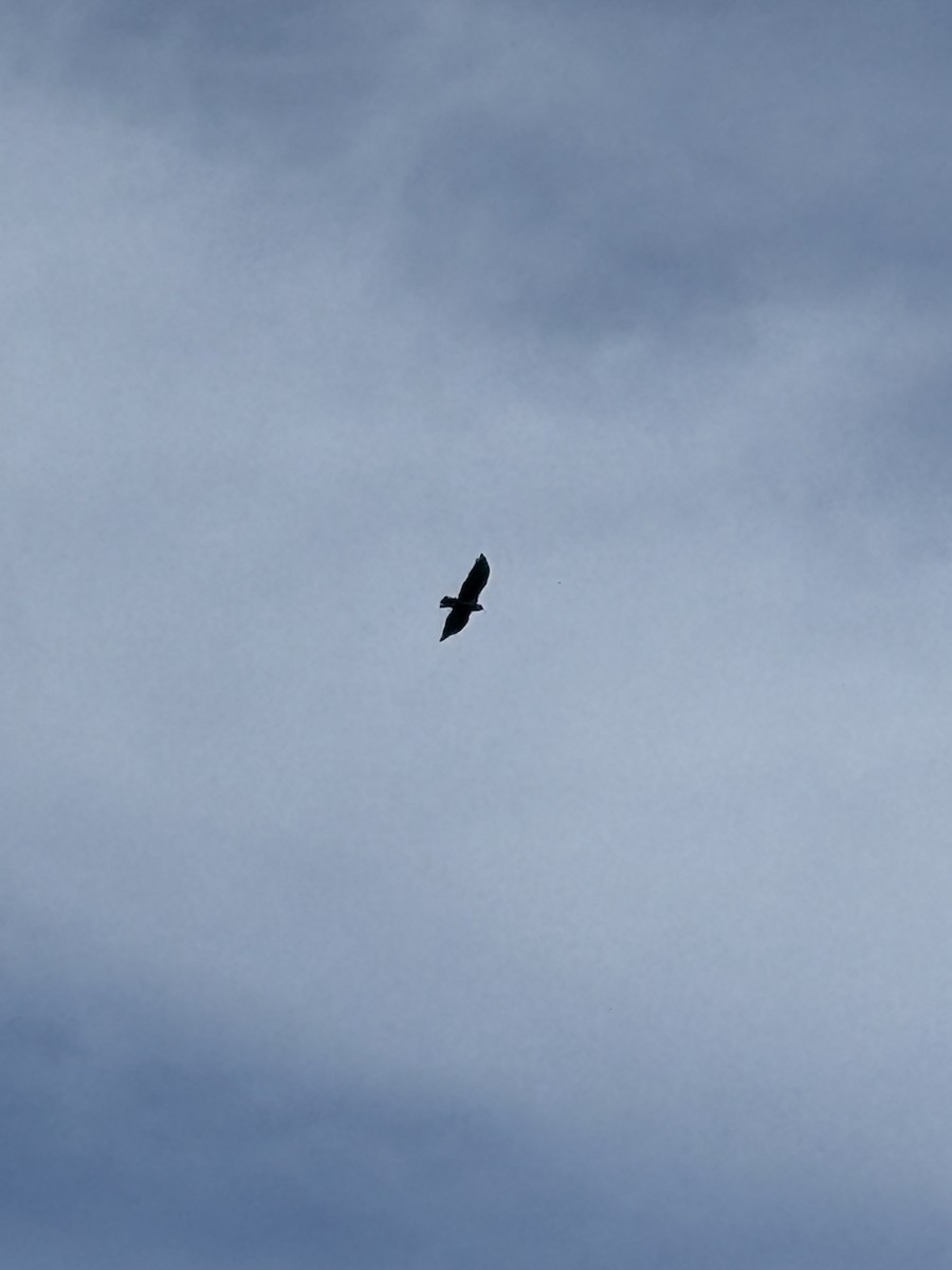 Zone-tailed Hawk - ML629518814