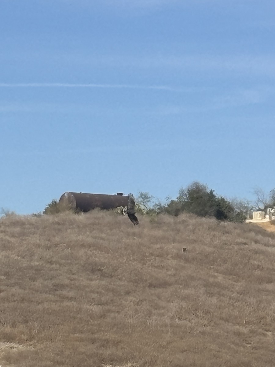 Zone-tailed Hawk - ML629518815