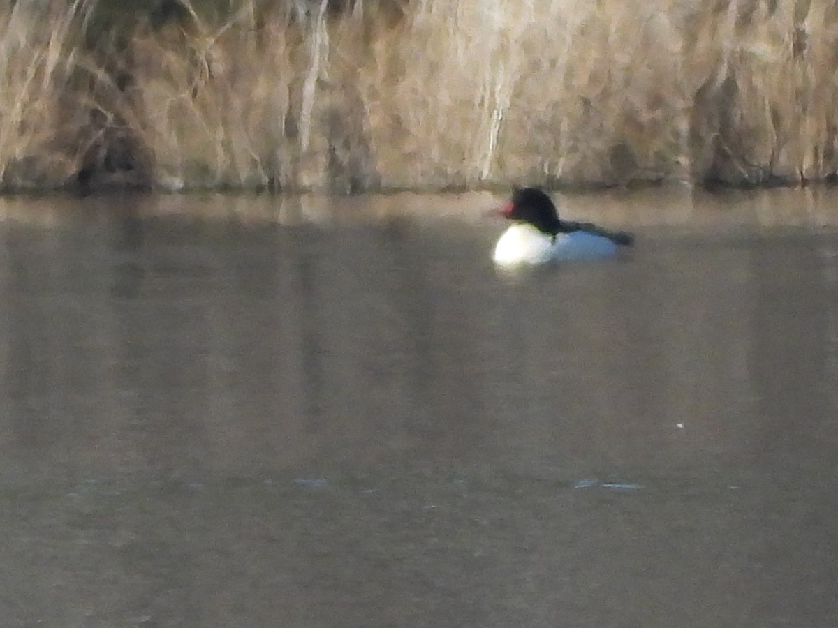 Common Merganser (North American) - ML629518834