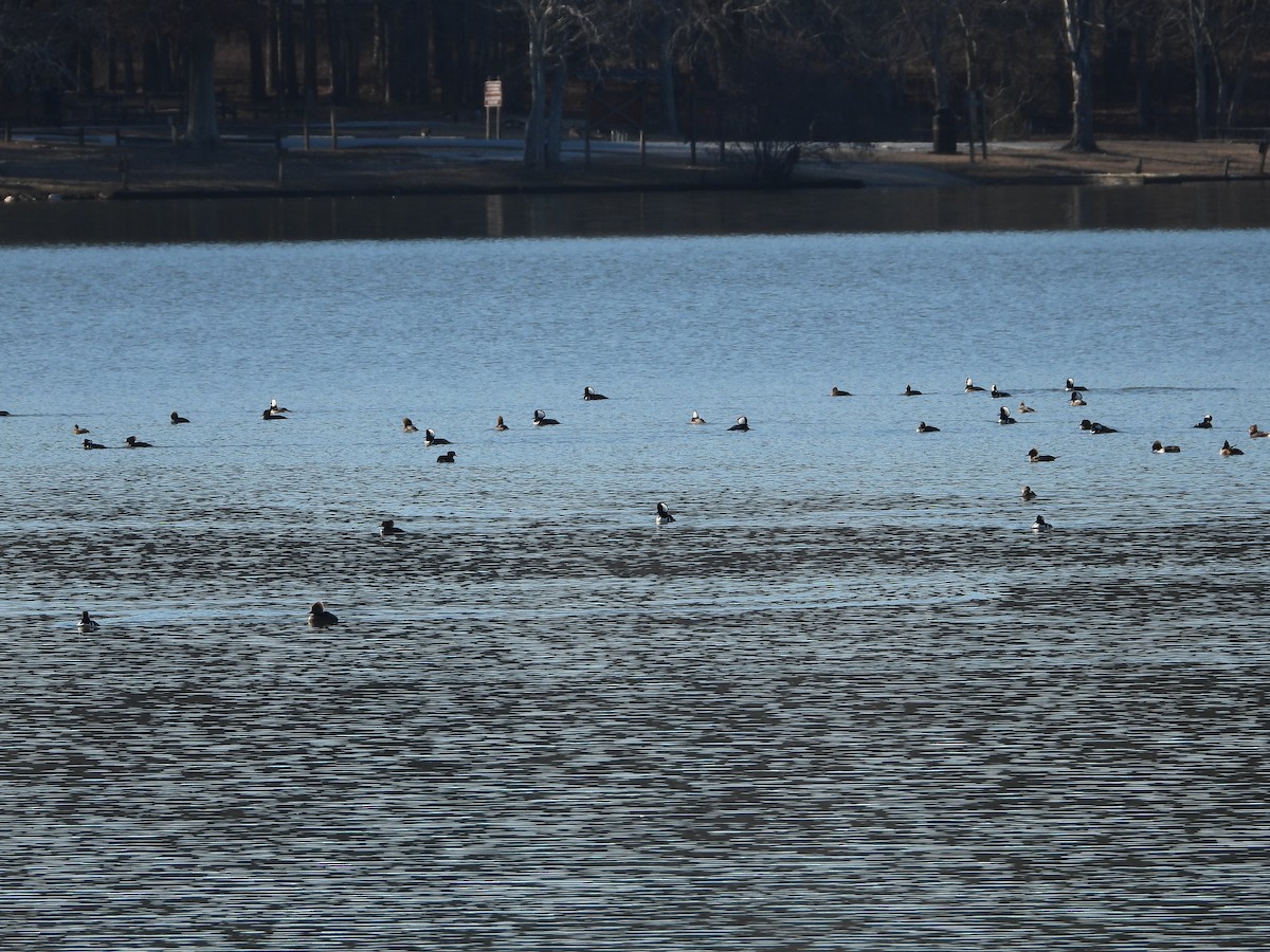 Hooded Merganser - ML629518863