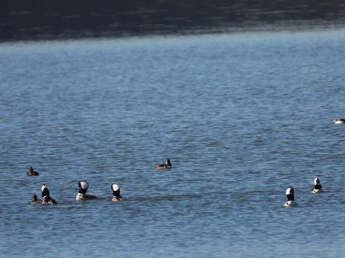 Hooded Merganser - ML629518864