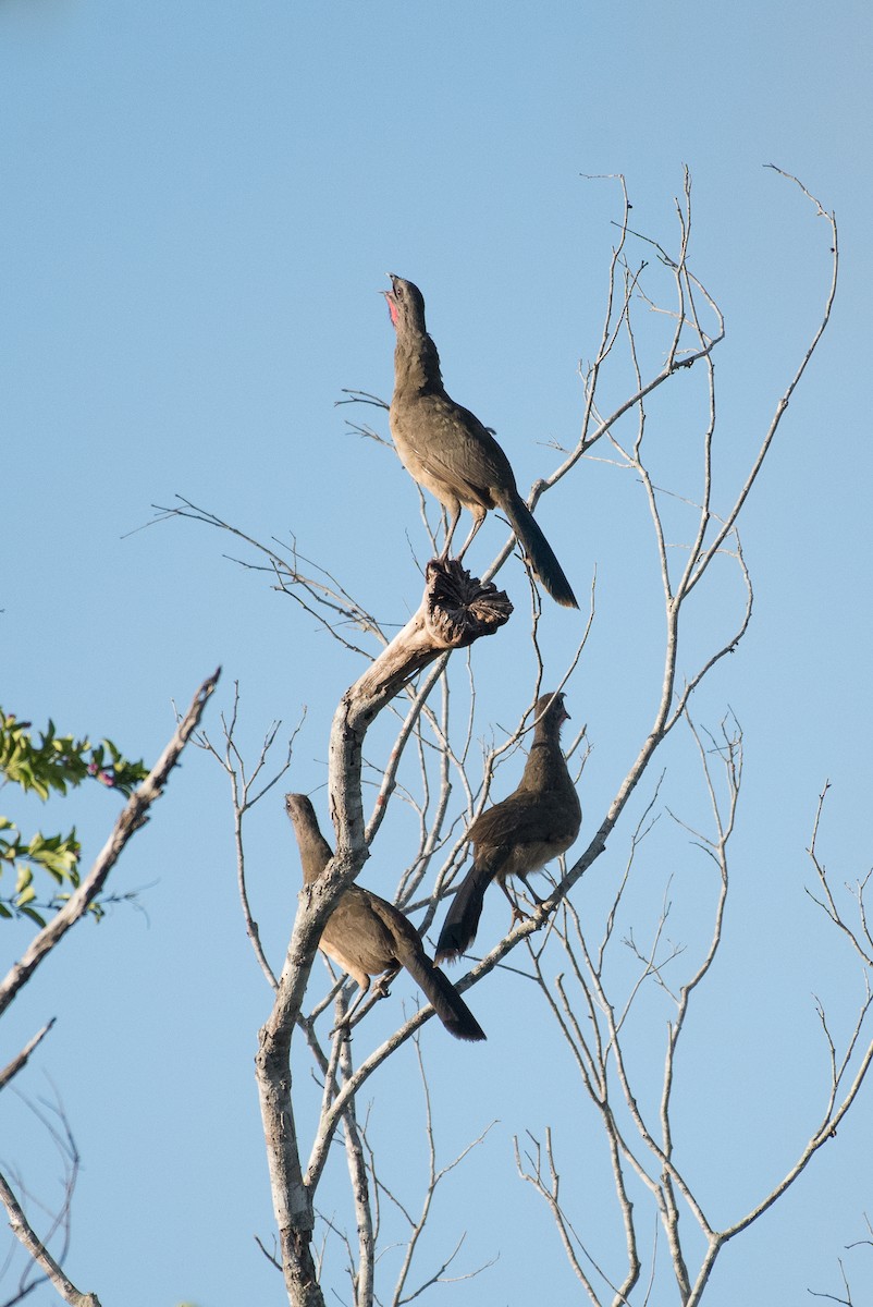 Plain Chachalaca - ML62951921