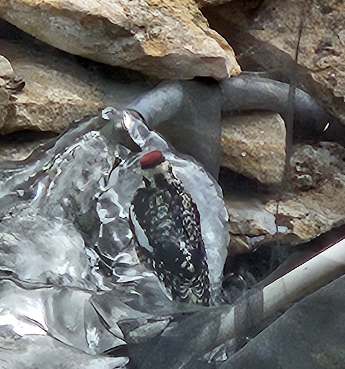 Yellow-bellied Sapsucker - ML629519325