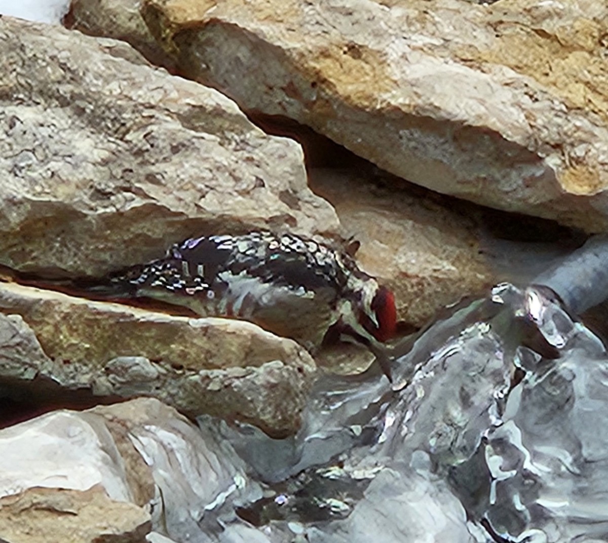 Yellow-bellied Sapsucker - ML629519326