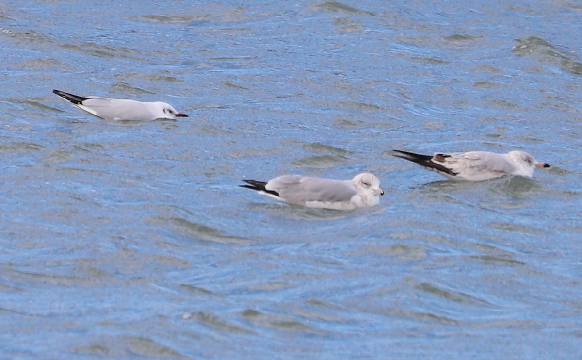 Mouette rieuse - ML629519634