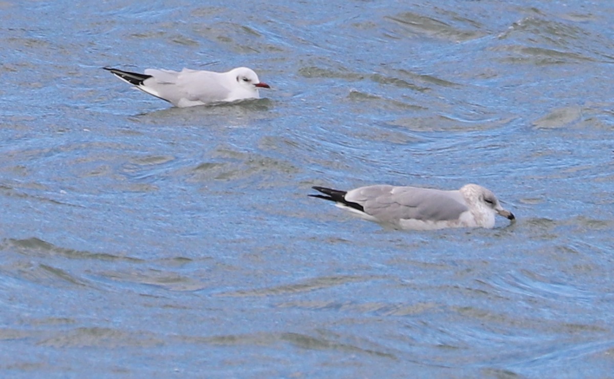 Mouette rieuse - ML629519639