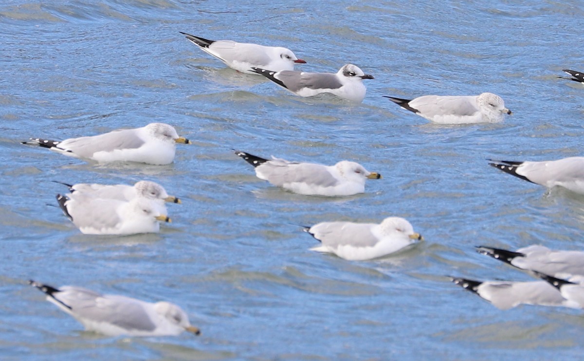 Mouette rieuse - ML629519648