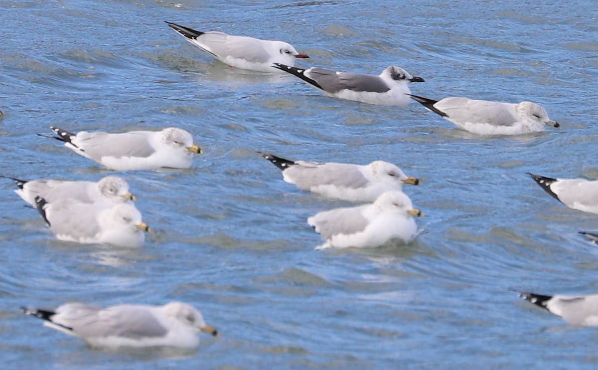 Mouette rieuse - ML629519655