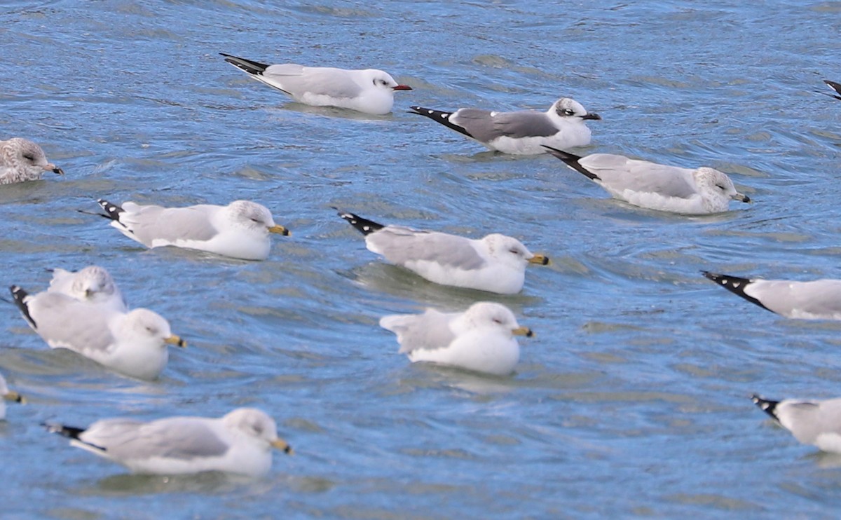 Mouette rieuse - ML629519660