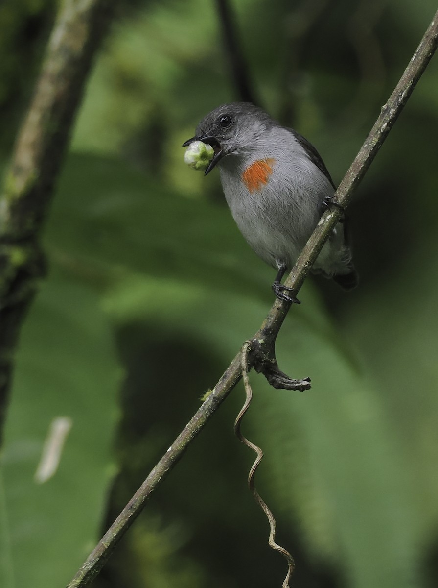 Ashy Flowerpecker - ML629519691